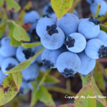 Close-up-of-Blueberries
